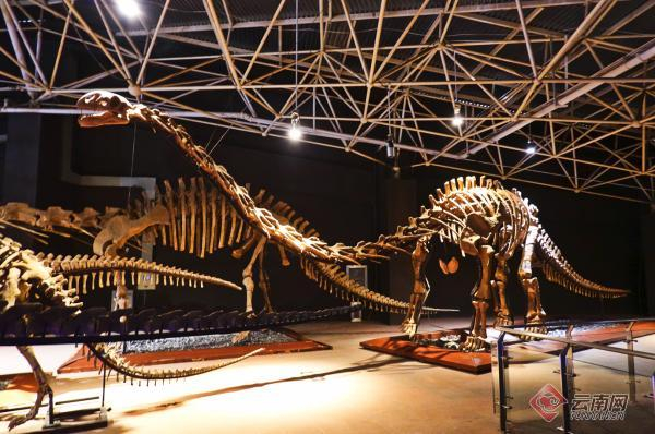 恐龙化石 云南世界恐龙谷旅游股份有限公司 供图
