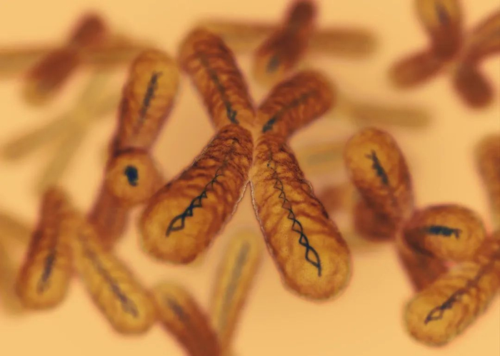 ▲染色体（资料图）图/IC photo