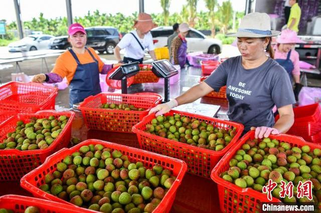 图为海南省海口市三门坡镇，荔海共享农庄的工作人员将新鲜采摘的荔枝进行分拣装箱。 骆云飞 摄 