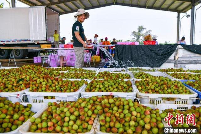 图为海南省海口市三门坡镇，荔海共享农庄的工作人员给新鲜采摘的荔枝洒水降温。 骆云飞 摄 
