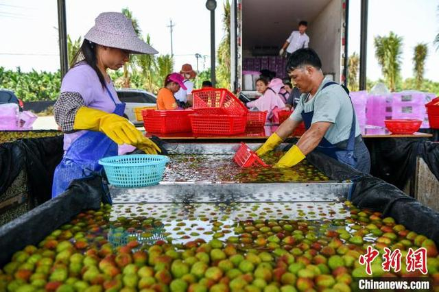 图为海南省海口市三门坡镇，荔海共享农庄的工作人员将新鲜采摘的荔枝进行清洗分拣。 骆云飞 摄 