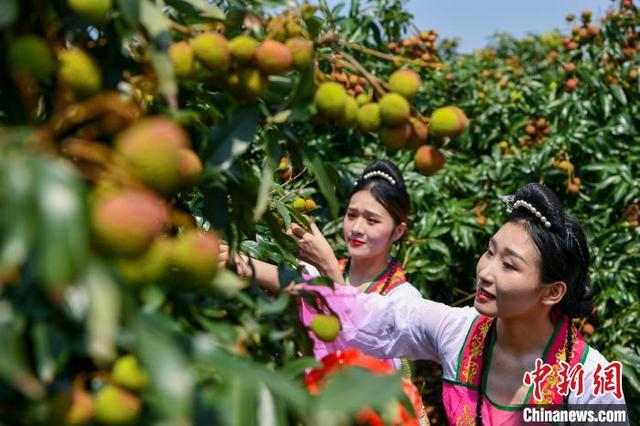 图为海南省海口市三门坡镇荔海共享农庄，身着古装的女子采摘荔枝。 骆云飞 摄 