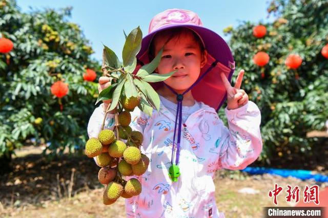 图为在海南省海口市三门坡镇荔海共享农庄，小朋友展示他采摘的荔枝。 骆云飞 摄