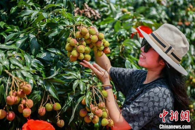 图为海南省海口市三门坡镇荔海共享农庄，游客采摘荔枝。 骆云飞 摄 
