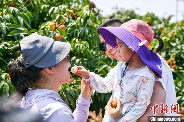 图为在海南省海口市三门坡镇荔海共享农庄，一家三口品尝刚刚采摘的荔枝。 骆云飞 摄 