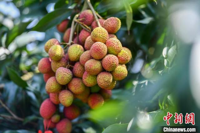 图为海南省海口市三门坡镇荔海共享农庄，一串成熟的荔枝挂在枝头。 骆云飞 摄 