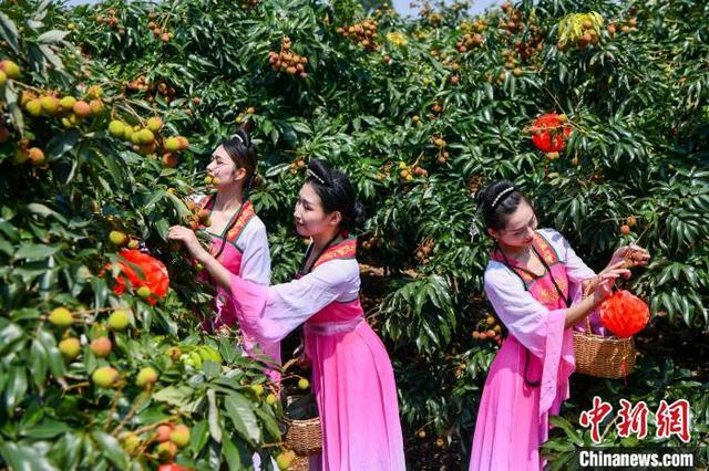 图为海南省海口市三门坡镇荔海共享农庄，身着古装的女子采摘荔枝。 骆云飞 摄 
