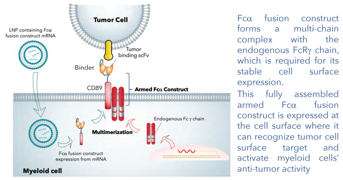▲MT-302的作用机制（图片来源：Myeloid公司官网）