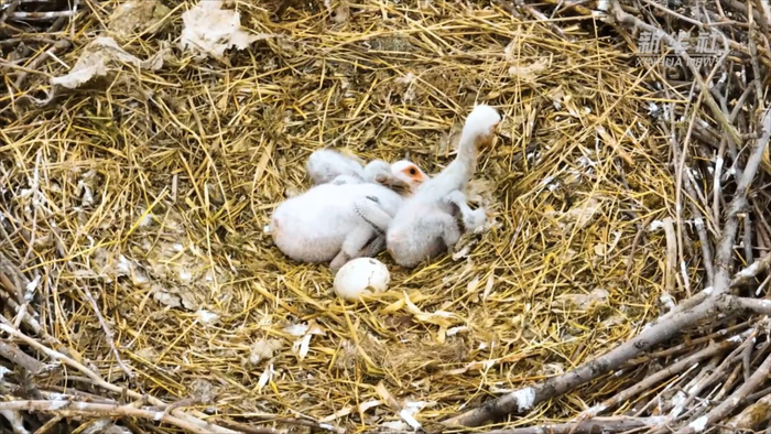 吉林洮南:东方白鹳孵育幼崽|吉林省|洮南市_新浪新闻