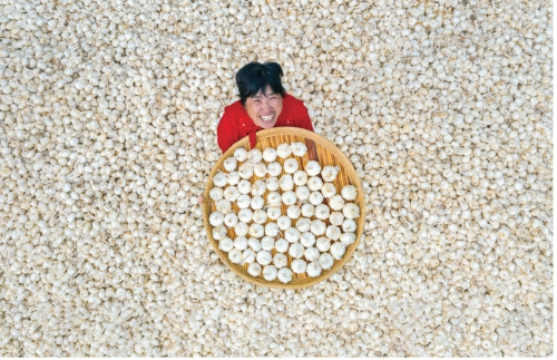 　　大蒜丰收，金乡蒜农喜笑颜开。　方建兵　摄