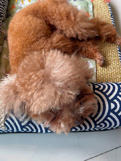 来福侧着头那呆萌的样子非常可爱