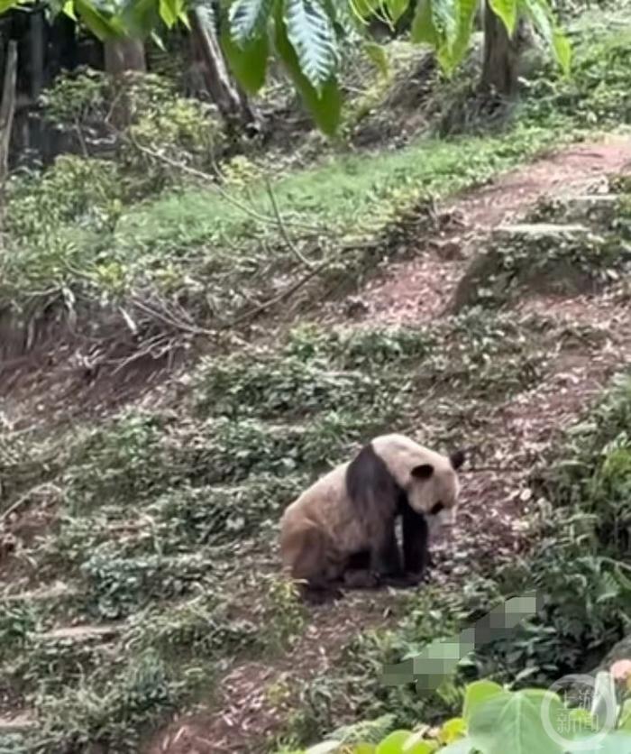 ▲网传大熊猫“宝泉”现状。