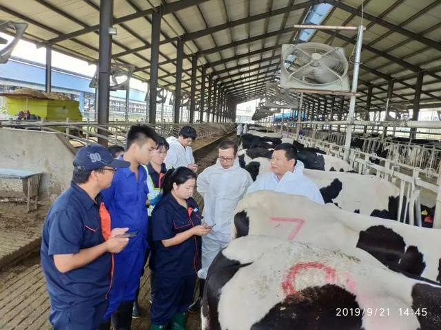 河南DHI工作人员在指导牧场进行奶牛体型检测。资料图