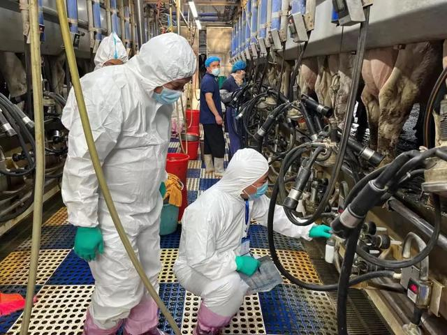 河南DHI工作人员在进行奶牛参考群奶量第三方核查。资料图