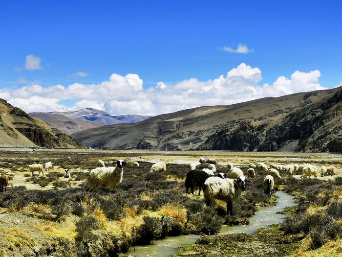 这是珠峰自然保护区中心地带扎西宗乡的羊群。新华社记者 沈虹冰 摄
