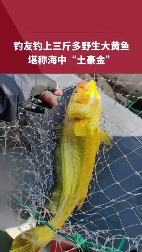 黑龙江一千斤大黄鱼图片