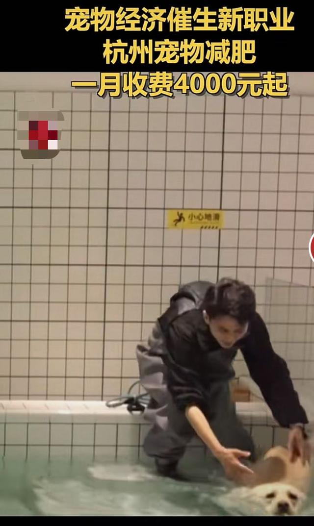 宠物减肥新闻在社交平台上引起关注 本文图均为 受访者 供图