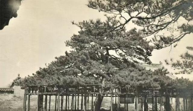 网传“架松”老照片