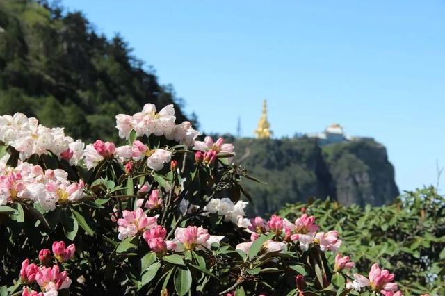 金顶杜鹃全面盛开,绝美盛花期进入倒计时!|杜鹃|峨眉山|花海_新浪新闻