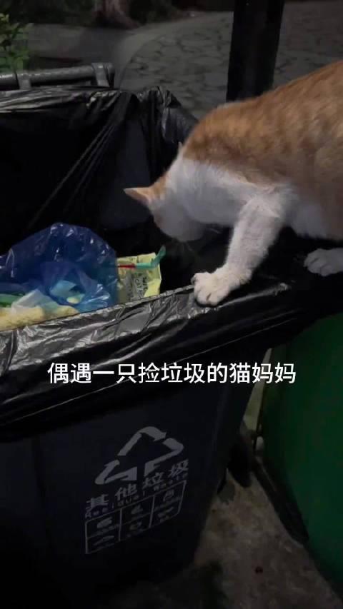流浪猫 猫妈妈怀孕了在翻垃圾桶