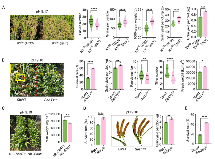图丨AT1/GS3 敲除和自然缺失增强高粱和水稻对盐碱胁迫的抗性（来源：Science）