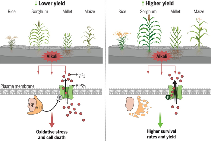 图丨AT1 的遗传修饰增强植物碱性环境的耐受性（来源：Science）