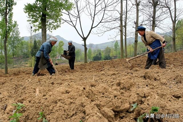 高标准农田建设应当叫停,别再搞农业学大寨,农民撂荒田地有原因