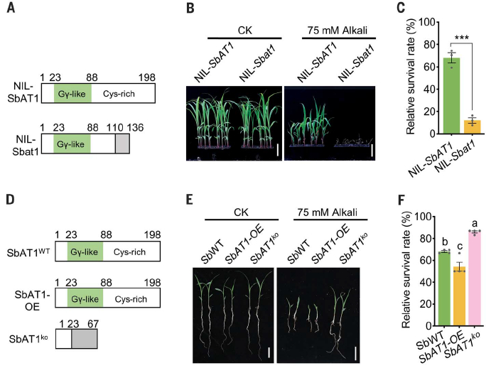 图丨SbAT1 在高粱耐碱中的功能（来源：Science）