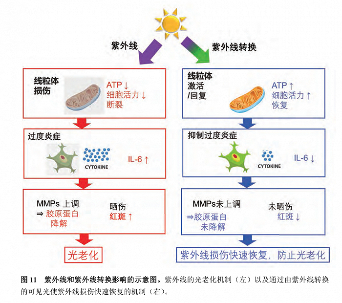 图：资生堂紫外线转化为有益光相关研究