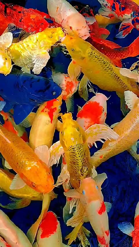 日常迷信转赞开运锦鲤三天内一定有一个盼望已久的好消息出现