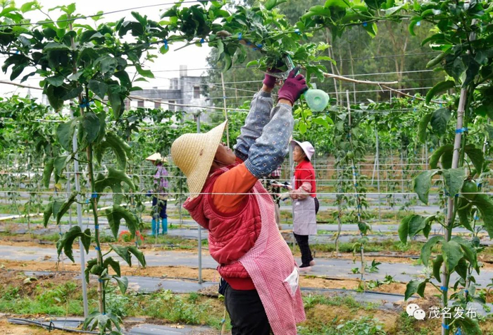 茂名乡贤回报家乡，捐款建果园，村民种果奔小康。