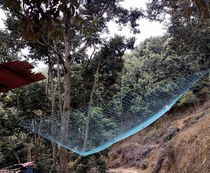 当地果农会在榴莲树之间拉个网，也能防着被爆头。（图/unsplash）