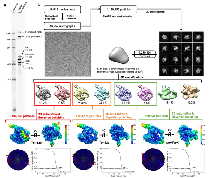 图丨四膜虫内含子自转录自剪接的低温电镜工作流程（来源：Nature Catalysis）