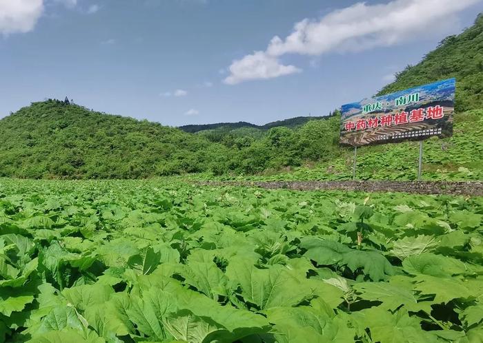 南川胡光模图片