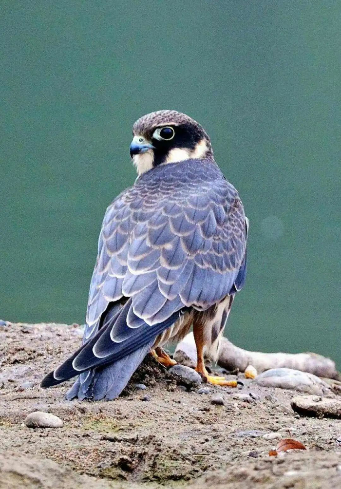 燕隼资料图（来源网络）