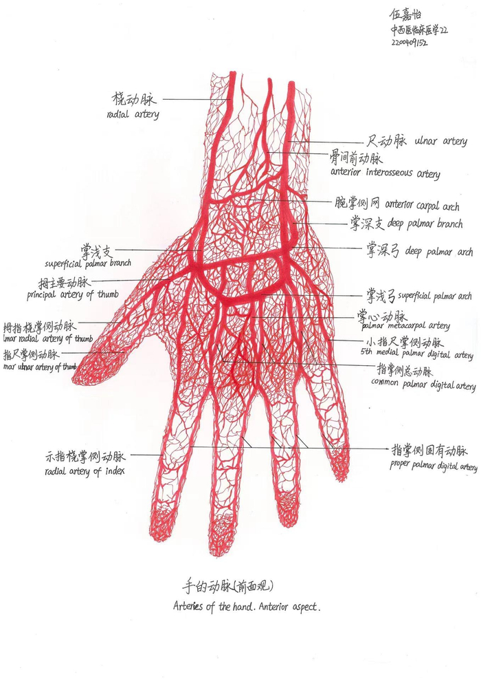 《手的动脉(前面观)》,伍嘉怡,中西医临床医学22级,一等奖作品负责