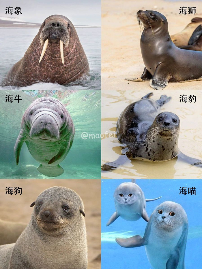为什么海洋里有海狮、海象、海象、海马、海狗、海牛……
