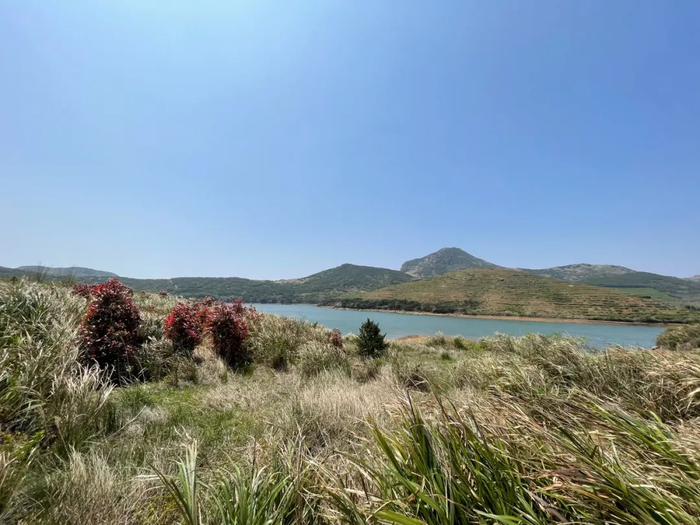 嵛山岛“天湖”景区，也是岛上唯一收费的景点，金色的万亩草场衔接着大片大片的茶山。图/邓桑榆 摄