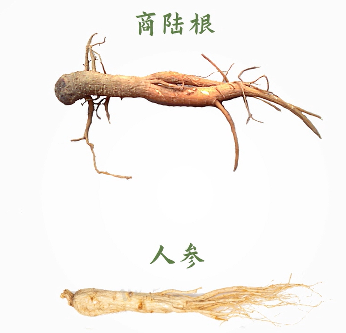 长得好看却深藏剧毒,严重或致死!已多人中招|商陆|人参_新浪新闻