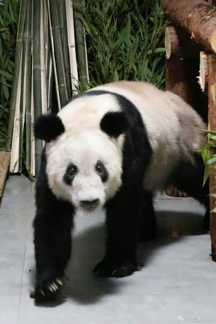 丫丫回国前后的对比图真的看哭了……