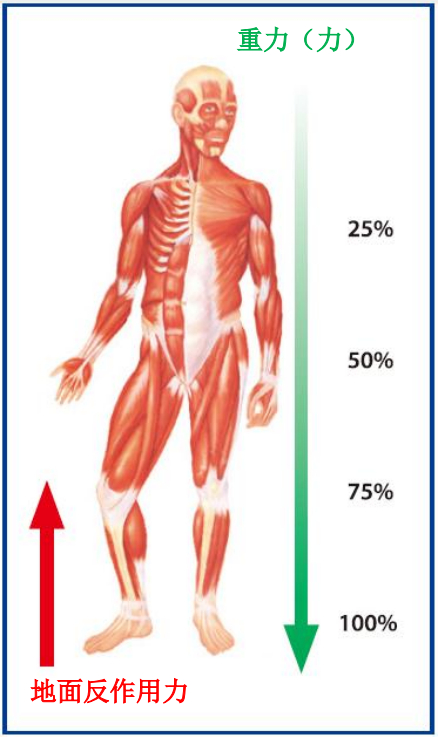 站立时身体各关节的负重情况。本文作者供图