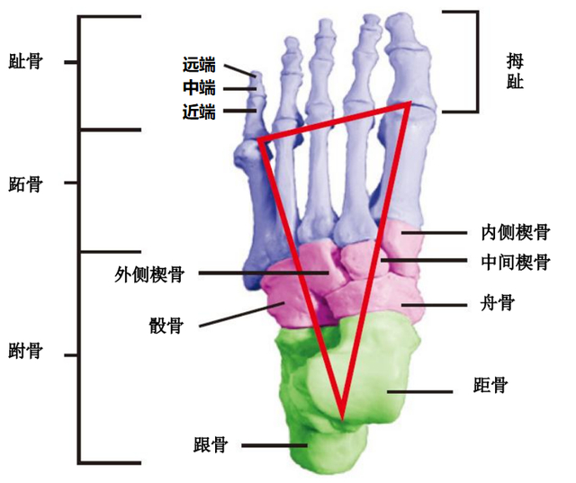足部解剖示意图。本文作者供图