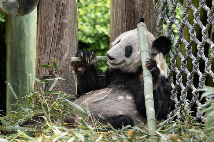 这是4月25日在美国田纳西州孟菲斯动物园拍摄的大熊猫“丫丫” 。新华社记者刘杰摄
