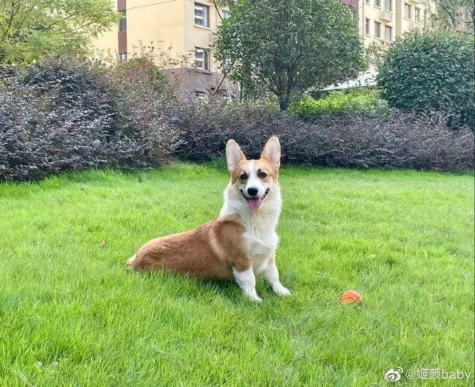 当事东说念主发布的柯基生前相片 图片开首:@姬颜baby