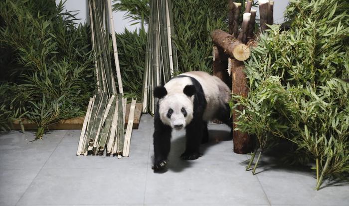 5月29日，大熊猫“丫丫”回到北京动物园。新华社发（付卓新摄）
