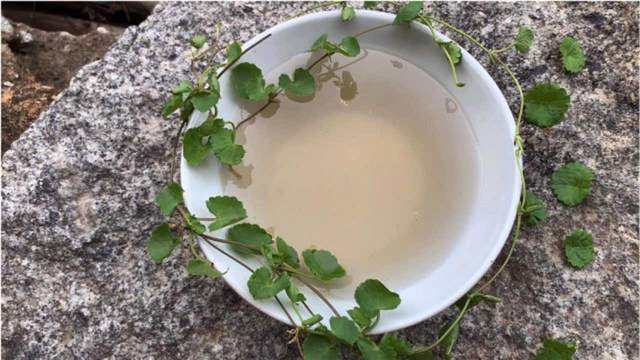 热,所以村里的大人到山上去干农活的时候,老人家都会烧一壶积雪草茶