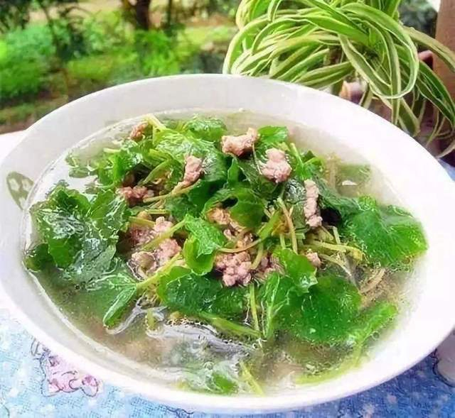 农村老奶奶把积雪草采回家烧茶喝,煮鸡蛋吃,好吃不上火|积雪|老奶奶