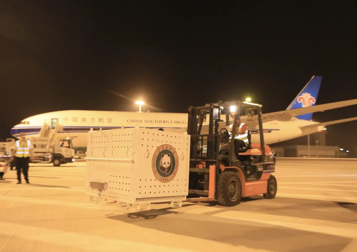 ▲2023年5月28日，大熊猫“丫丫”乘坐的包机从上海抵达北京。图/新华社