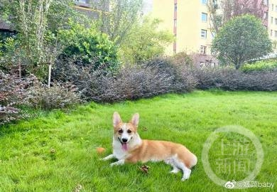 ▲被砍杀的宠物狗。图片来源/微博截图