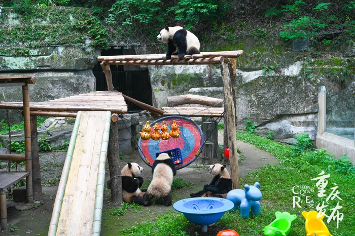 重庆动物园的大熊猫。邹乐 摄